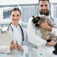 Urinary tract infection in cats – Signs and management